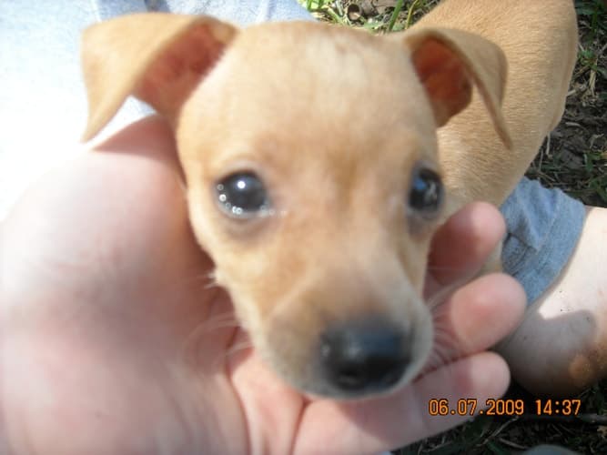 My Sister the Vampire #4: Vampalicious!